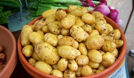 Yukon Potatoes